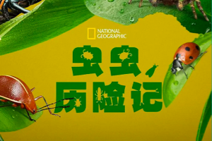 国家地理出品，《虫虫历险记》先进摄影手段，深入微观世界，看小动物们真实的历险记