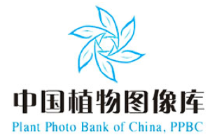 中国植物图像库，来自中国科学院植物研究所，7万多张高清植物图片