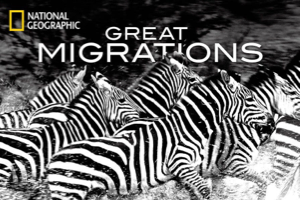 国家地理纪录片《大迁徙》6集全 1080p 动物界永无止境的迁徙